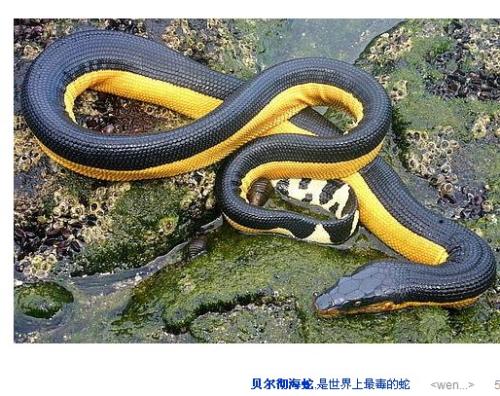 贝尔彻海蛇图片