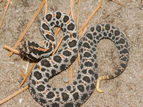 北美侏儒响尾蛇图片
