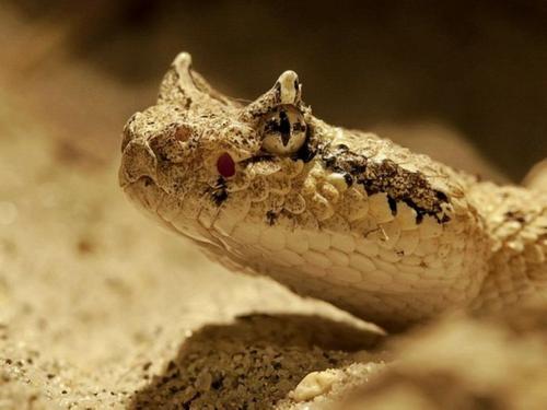 北美侏儒响尾蛇图片