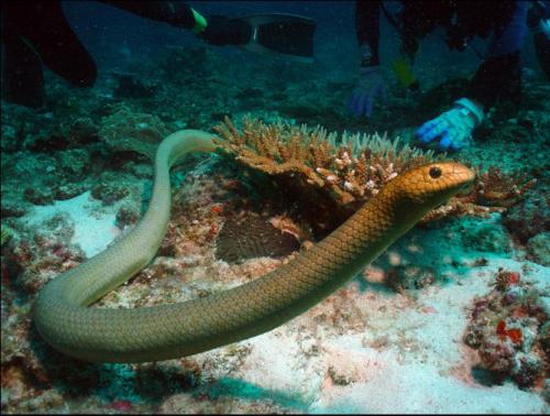 贝氏海蛇图片