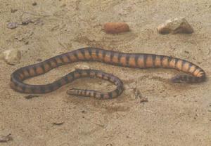 扁尾海蛇图片