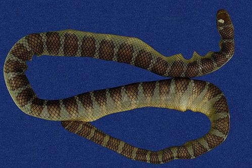 扁尾海蛇图片