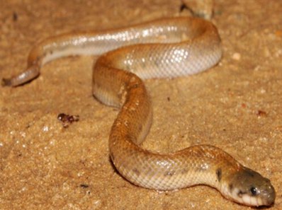 波加丹蛇图片