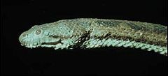 波加丹蛇图片