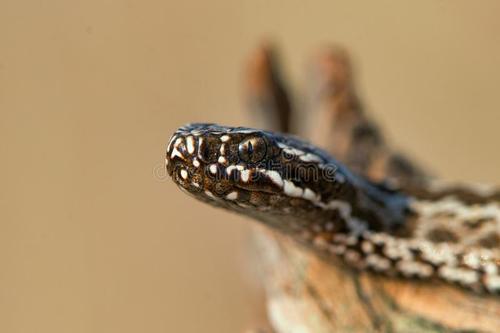 草原蝰蛇图片