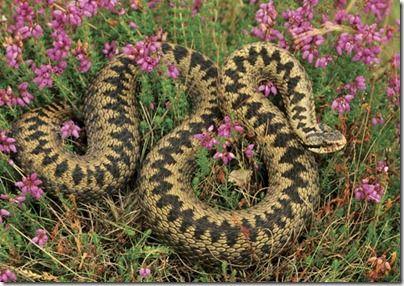草原蝰蛇图片