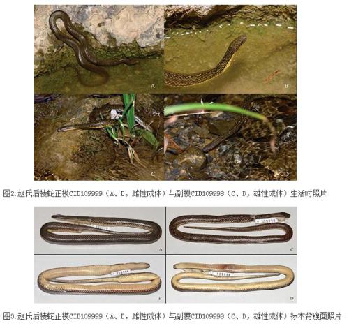 侧条后棱蛇图片