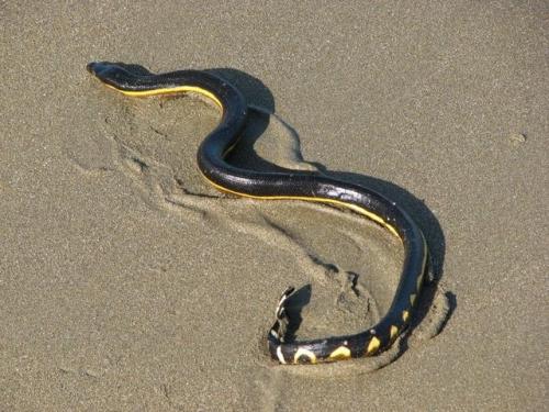 长吻海蛇图片