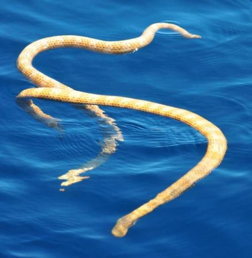 长吻海蛇图片