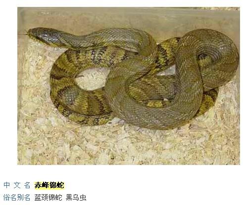 赤峰锦蛇图片