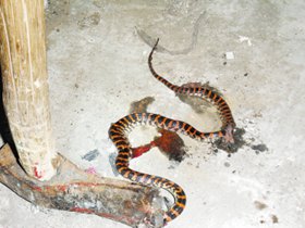赤练蛇图片