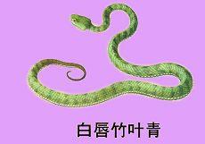 赤尾竹叶青蛇图片