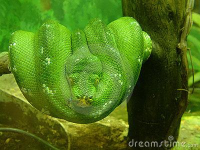 纯绿翠青蛇图片