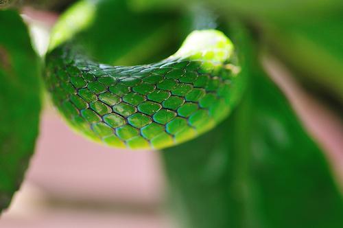 纯绿翠青蛇图片