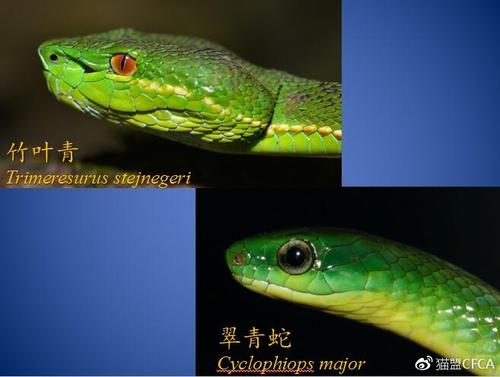 翠青蛇图片