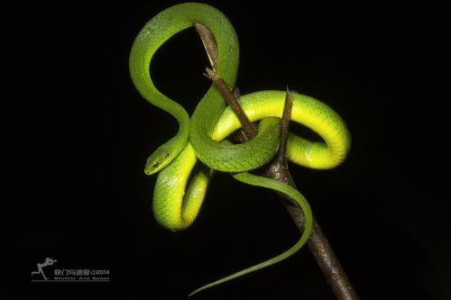 翠青蛇图片