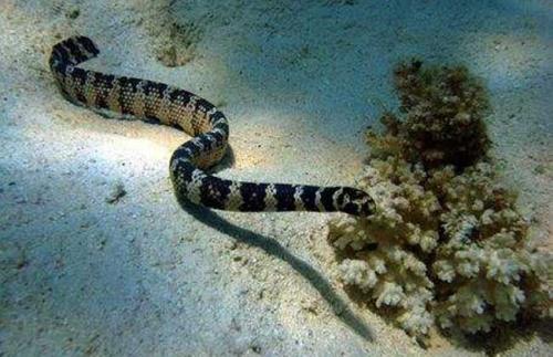 淡灰海蛇图片