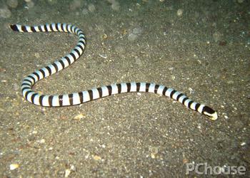 淡灰海蛇图片