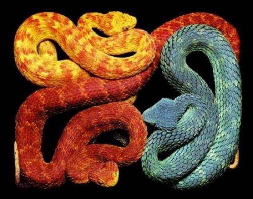 滇西蛇图片