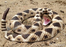 东部菱斑响尾蛇图片