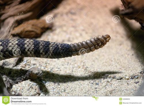 东部菱斑响尾蛇图片