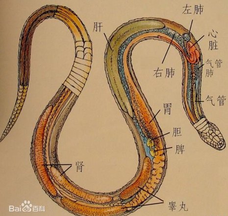 东亚腹链蛇图片
