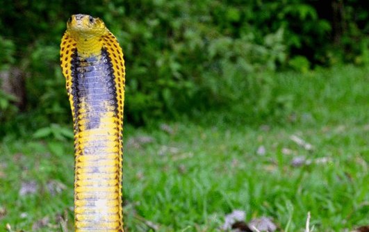 菲律宾眼镜蛇图片