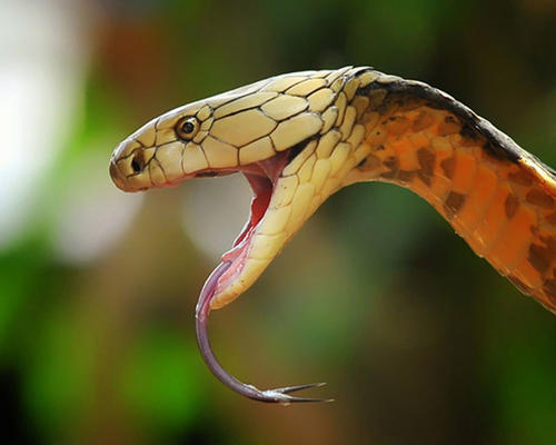 菲律宾眼镜蛇图片