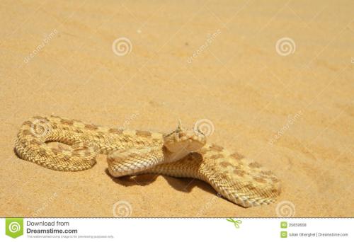 非洲角蝰蛇图片