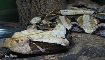 非洲角蝰蛇图片
