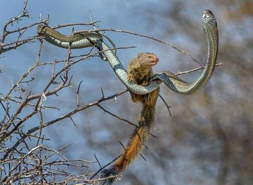 非洲树蛇图片