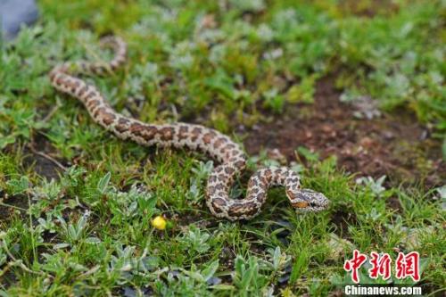 高原蝮蛇图片