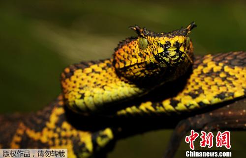 广西林蛇图片