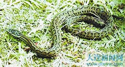 广西林蛇图片