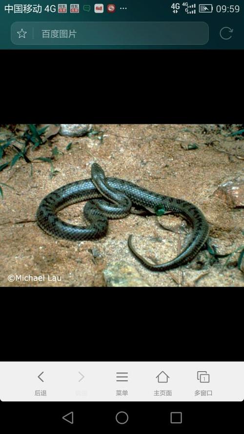 黑斑水蛇图片