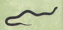 黑斑水蛇图片