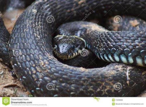 黑环蛇图片