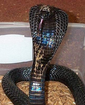 黑颈喷毒眼镜蛇图片