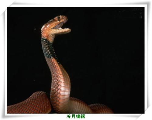 黑颈喷毒眼镜蛇图片