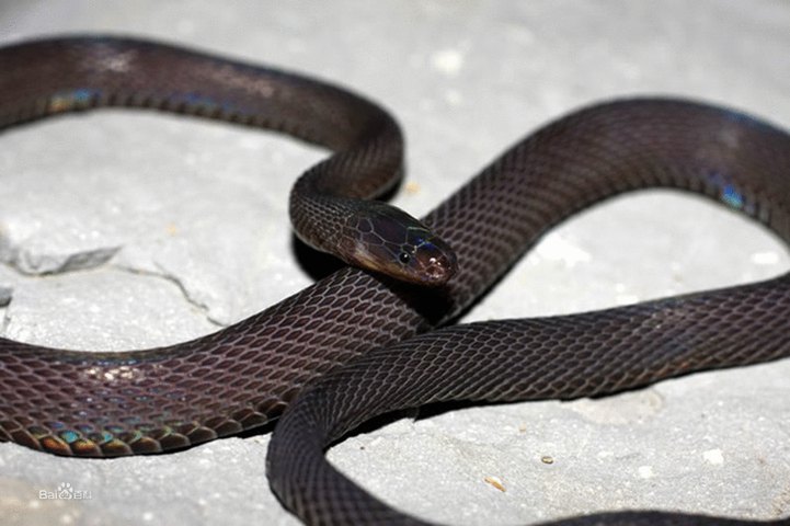 黑脊蛇图片