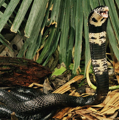 黑曼巴蛇\/黑树眼镜蛇图片