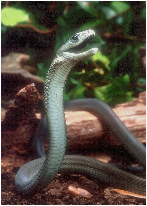 黑曼巴蛇\/黑树眼镜蛇图片