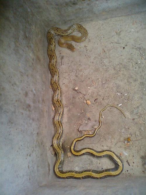 黑眉锦蛇图片