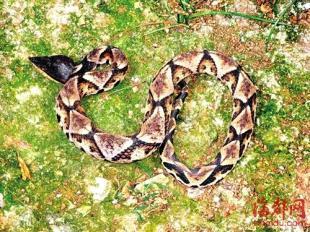 黑眉蝮蛇图片