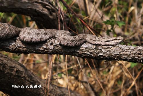 黑眉蝮蛇图片