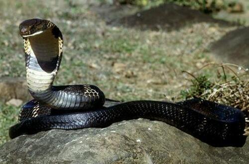 黑树眼镜蛇\/黑曼巴蛇图片