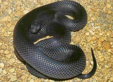 黑树眼镜蛇\/黑曼巴蛇图片