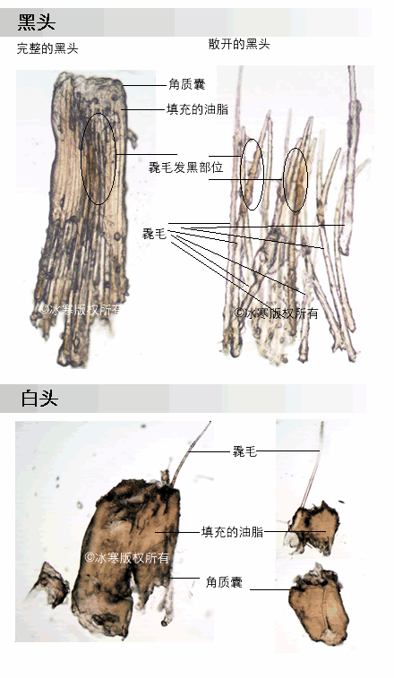 黑头盾蟒图片