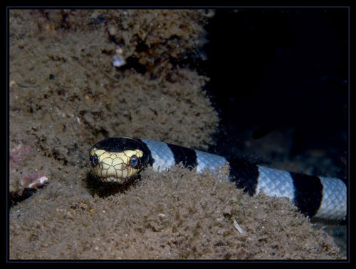 黑头海蛇图片