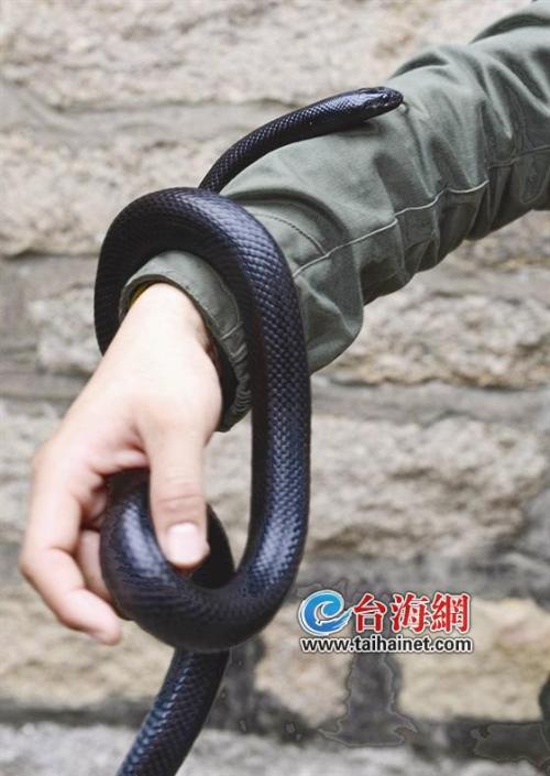 黑王蛇图片